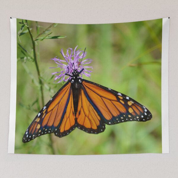 Item preview, Monarch On A Knapweed Flower designed and sold by farmbrough.