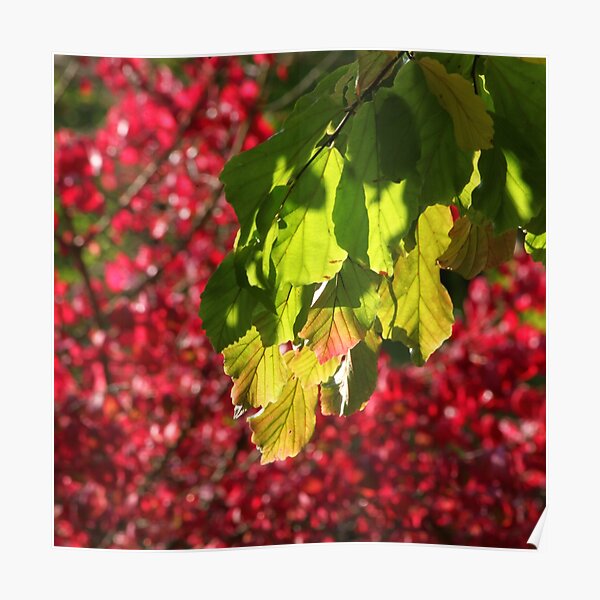 Red and Green Leaves Poster