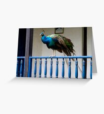 Pet Greeting Card