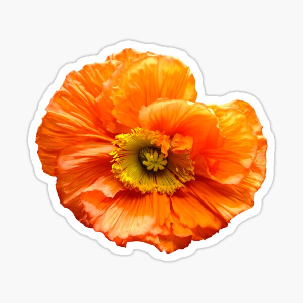 Mohnblume poppy orange  Sticker