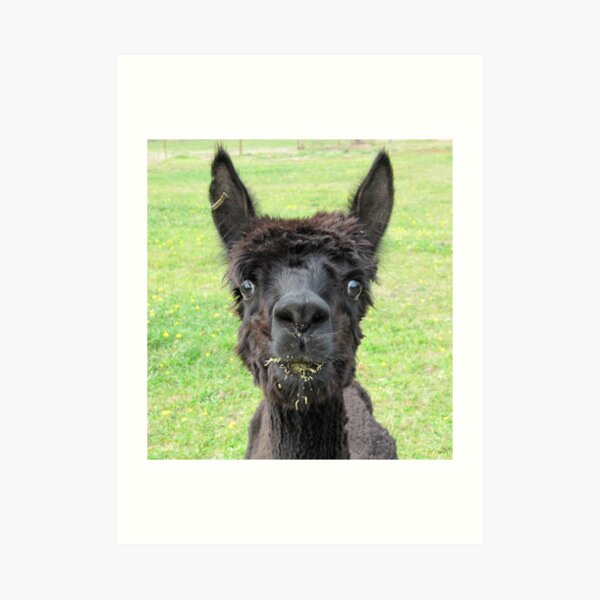 Alpaca Art Print