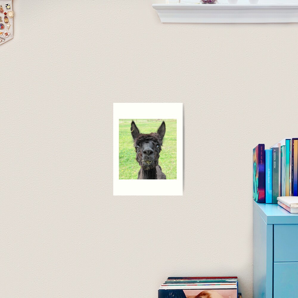 Alpaca Art Print