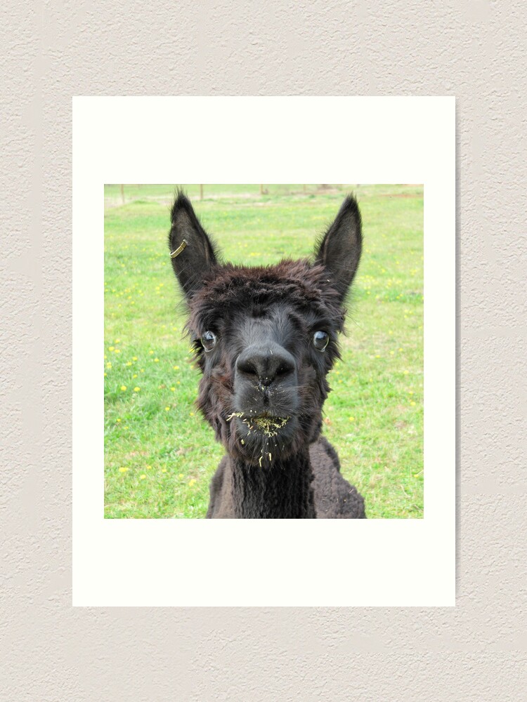 Alternate view of Alpaca Art Print