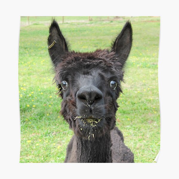 Alpaca Poster