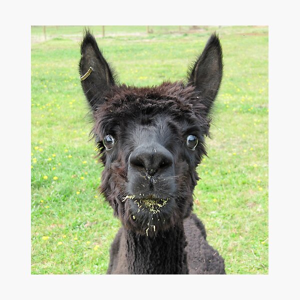Alpaca Photographic Print