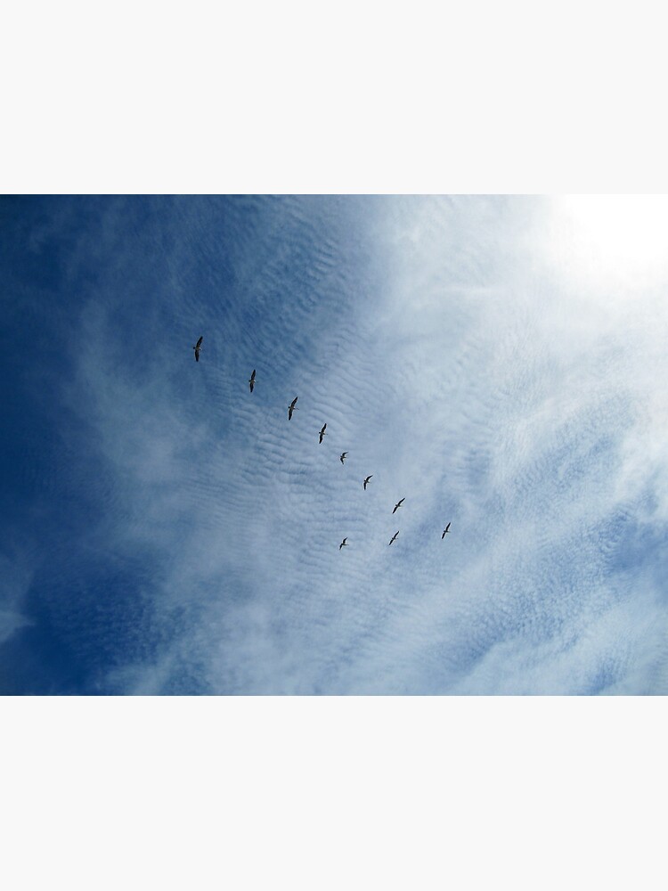 Distant Birds by Briandamage