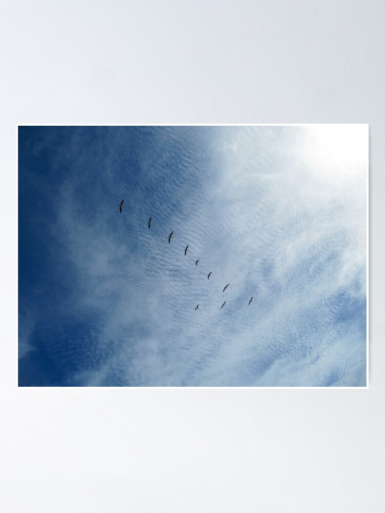 Alternate view of Distant Birds Poster
