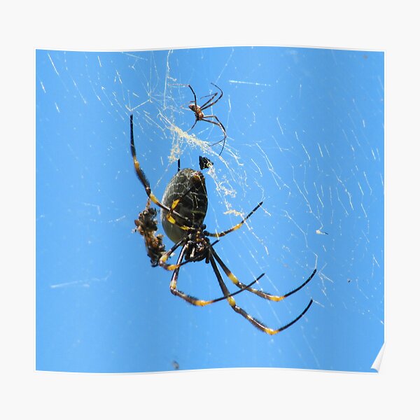 Balfour Spider Poster