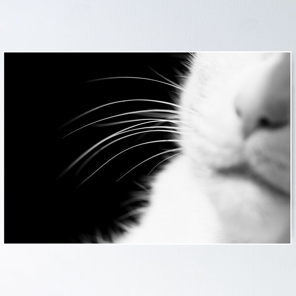Item preview, Whiskers designed and sold by Minna  Waring.