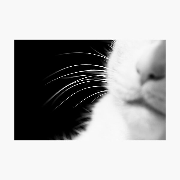 Aperçu de l'œuvre Moustaches créée et vendue par Minna  Waring.