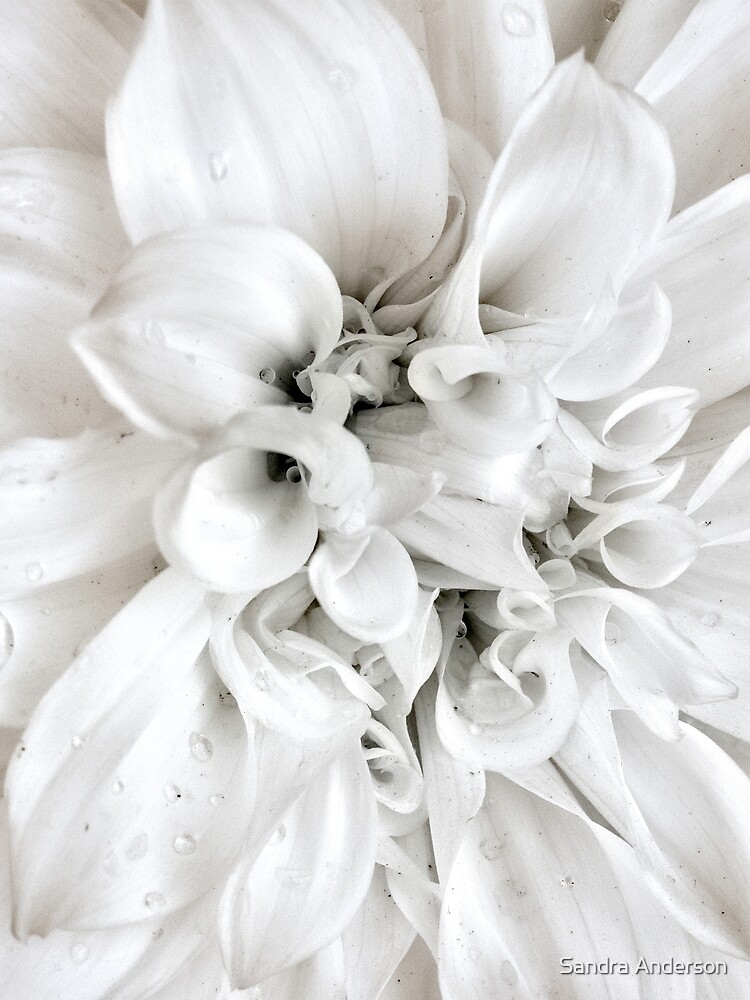 White by sandraanderson