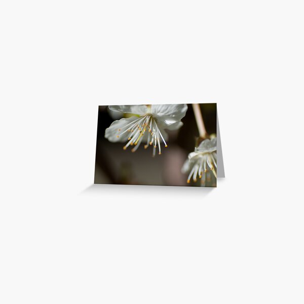 Cherry Blossoms Macro Greeting Card