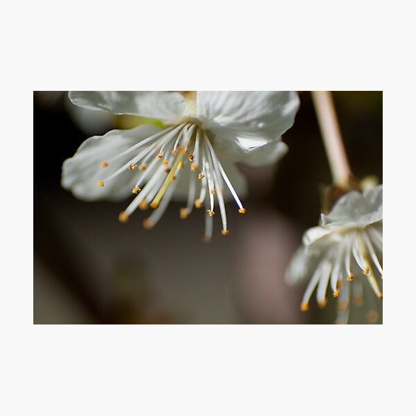 Cherry Blossoms Macro Photographic Print
