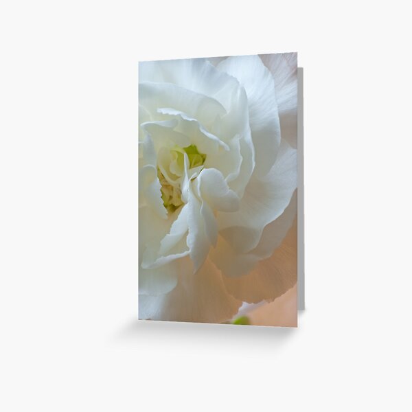 White Carnation Heart macro Greeting Card