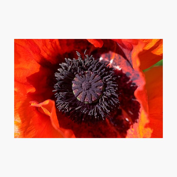 Red Poppy Heart Photographic Print