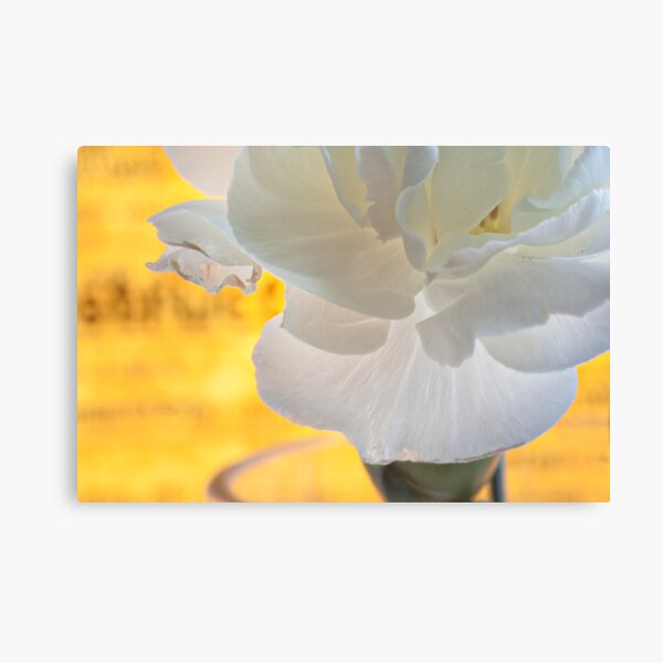 Carnation closeup with yellow background Canvas Print