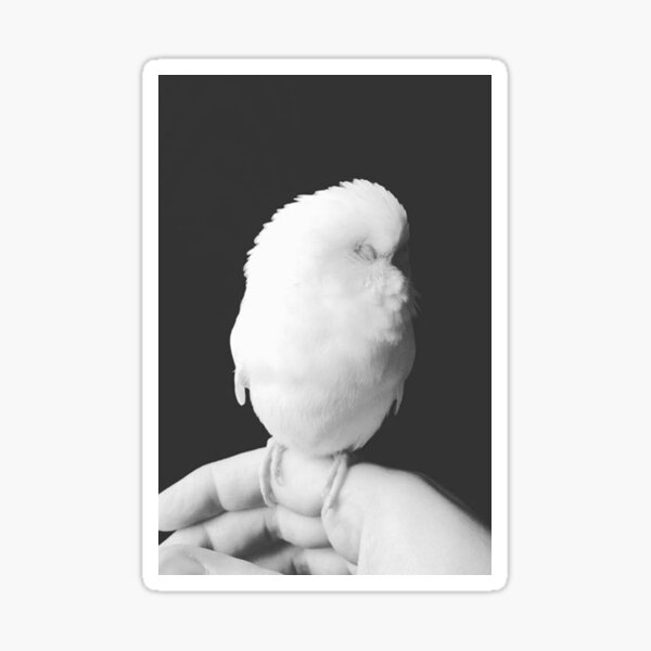 Bird Sticker
