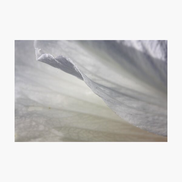 Exquisite lightness Photographic Print