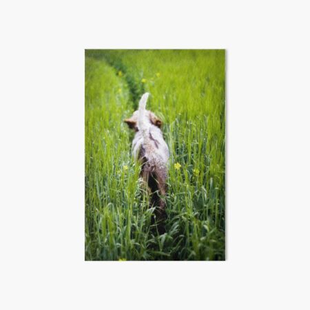Just trotting along Spinone Art Board Print