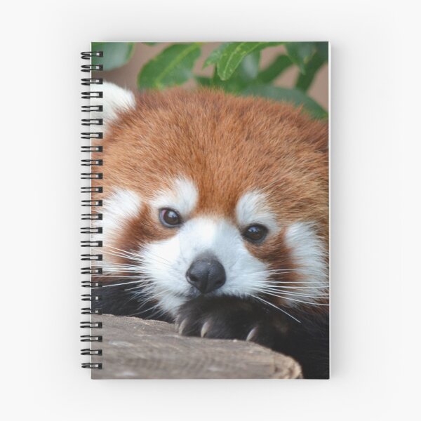Item preview, Shy Red Panda designed and sold by sketchpoet.