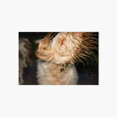 Muddy Head Shake Spinone Art Board Print
