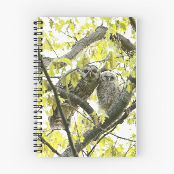 Item preview, Barred owl mother and child designed and sold by locustgirl.