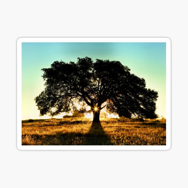 Item preview, Sun Star and Oak Tree designed and sold by Stephanie Laird.