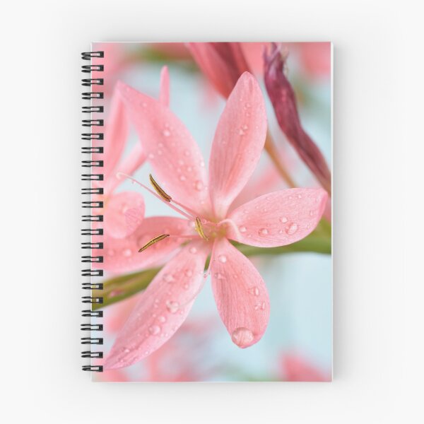 Item preview, Hesperantha coccinea  'Fenland Daybreak'  Crimson flag lily  Syn.  Schizostylis coccinea  'Fenland Daybreak'  designed and sold by Chris Burrows.