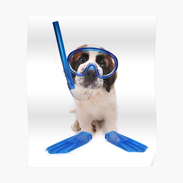 Funny Snorkeling Posters for Sale | Redbubble Funny Snorkeling Posters for Sale | Redbubble