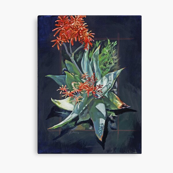 Aloe Striata Canvas Print