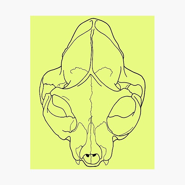 House Cat Skull, top view / birdseye view, skull lover Photographic Print