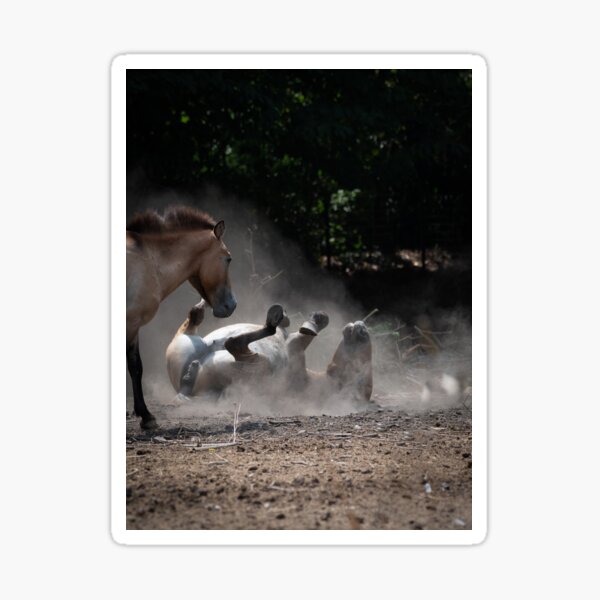 Aperçu de l'œuvre Un cheval sauvage observe l'un de ses semblables qui roule sur le sol sableux créée et vendue par brambillasimone.