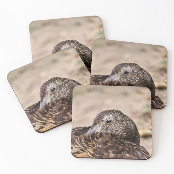 Item preview, Sleepy eider designed and sold by GreyFeatherPhot.