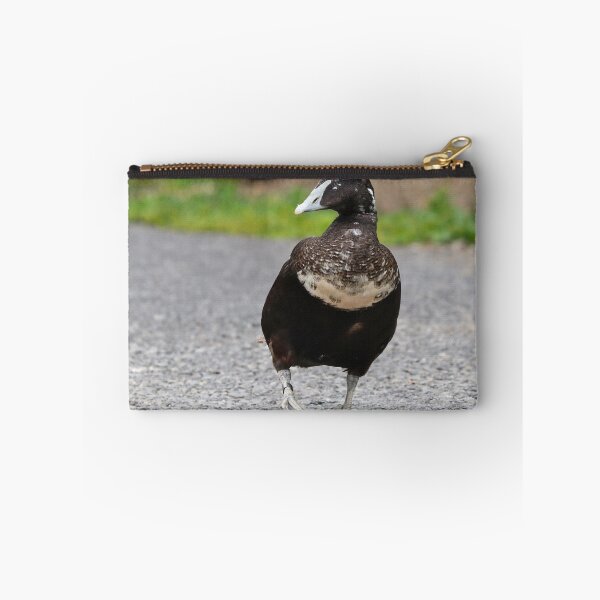 Artikelvorschau, Männliche Eiderente im Eklipsegefieder entworfen und verkauft von GreyFeatherPhot.