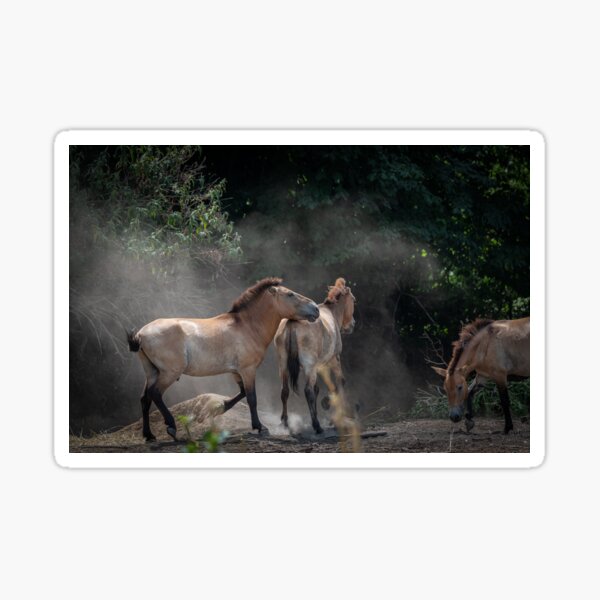 Aperçu de l'œuvre Un cheval sauvage observe l'un de ses semblables qui roule sur le sol sableux créée et vendue par brambillasimone.