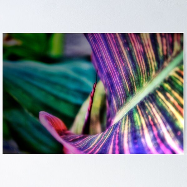 Item preview.