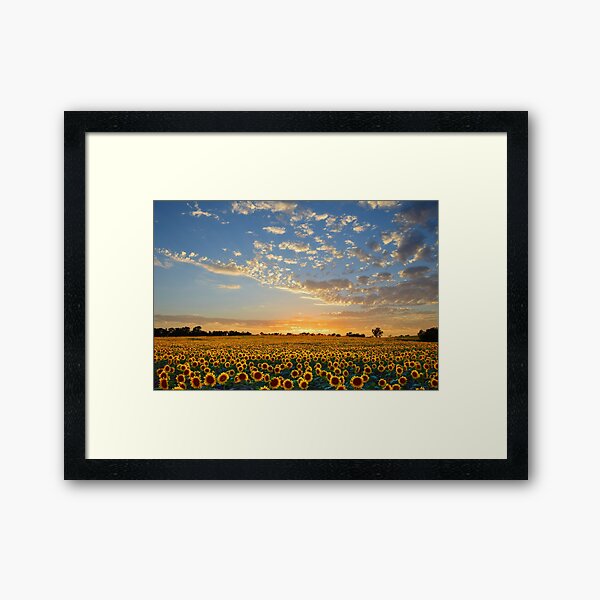 Kansas Sunflowers at Sunset Framed Art Print