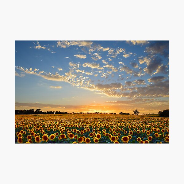 Kansas Sunflowers at Sunset Photographic Print