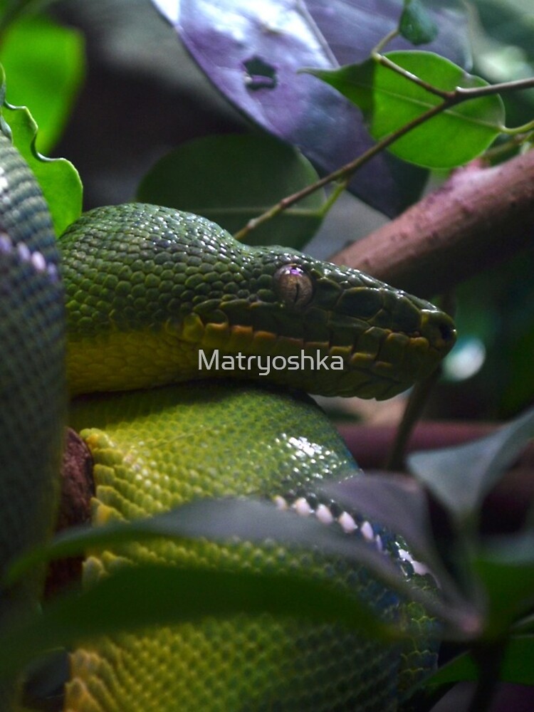 Thumbnail 4 of 4, iPhone Case, Green Python designed and sold by Matryoshka.