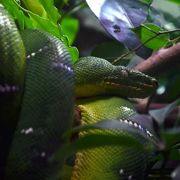 Artwork thumbnail, Green Python by Matryoshka