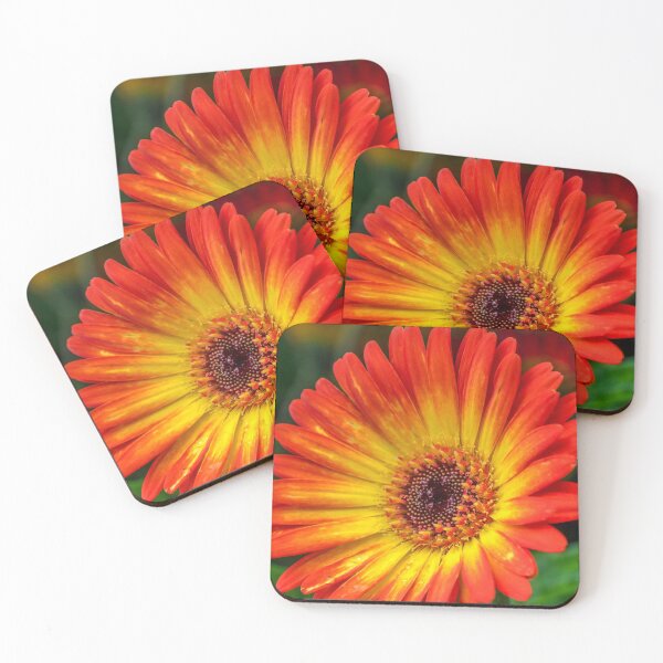 Item preview, Gerbera Floral 0801B designed and sold by HowardRoberts.