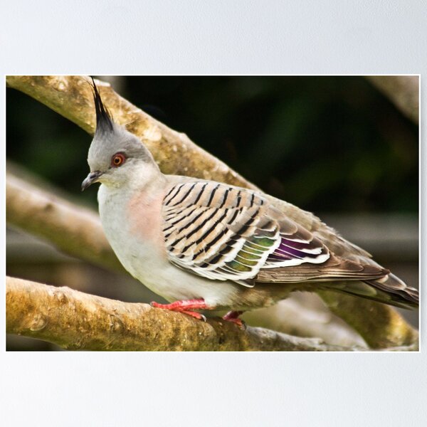 Crested Pigeon (Geophaps lophotes) Poster