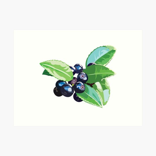 Hand Drawn of Ripe Huckleberries on White Background Drawing by Iam Nee -  Pixels