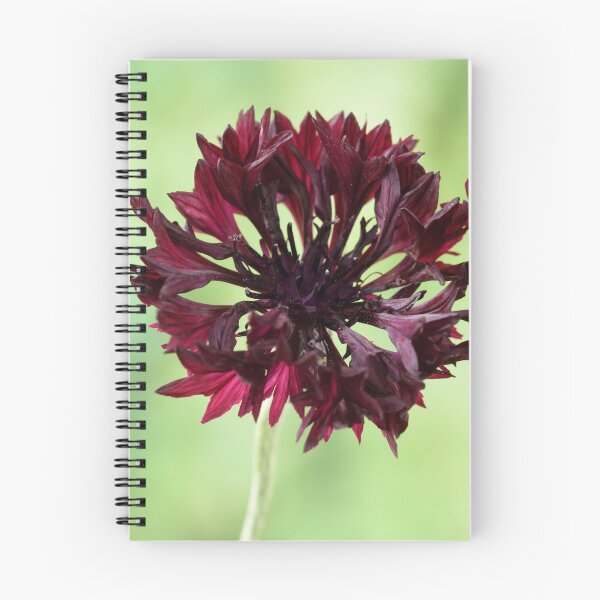Item preview, Centaurea cyanus  'Black Ball'  Cornflower   designed and sold by Chris Burrows.