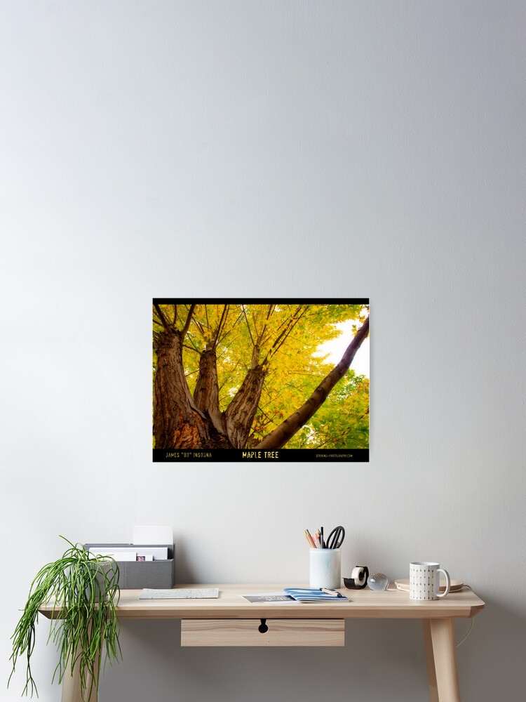 Thumbnail 2 of 3, Poster, Maple Tree - Poster designed and sold by mrbo.