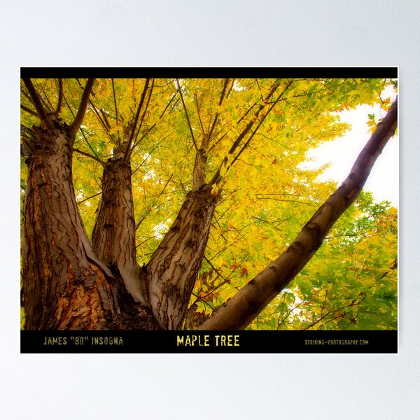 Item preview, Maple Tree - Poster designed and sold by Bo Insogna.