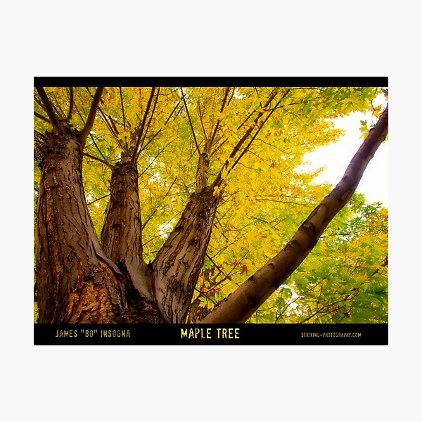 Item preview, Maple Tree - Poster designed and sold by Bo Insogna.