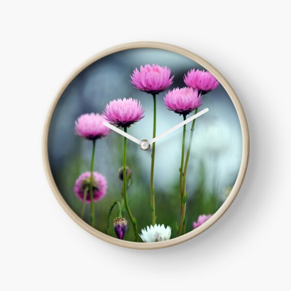 Item preview, Everlasting Daisies at Dawn designed and sold by Cloudlingpics.