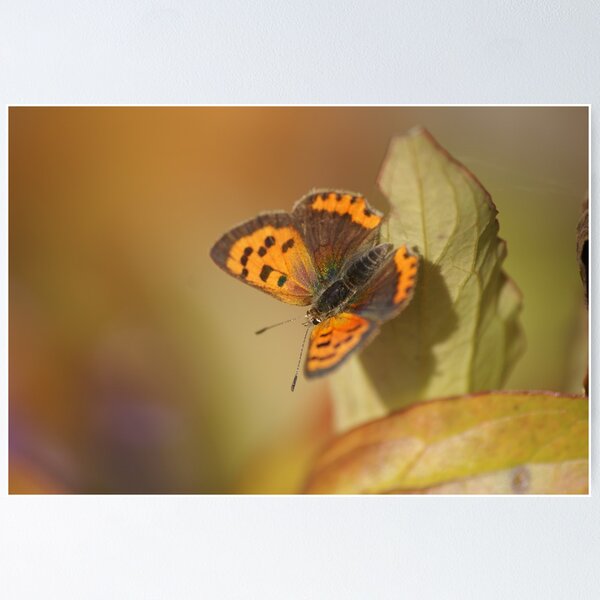 Item preview, Autumn colours designed and sold by Alison Finch.