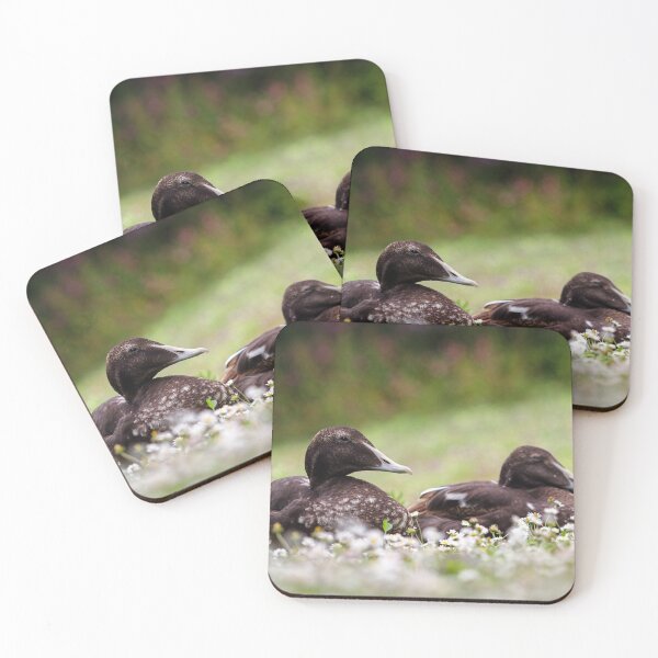 Item preview, Eider drakes designed and sold by GreyFeatherPhot.